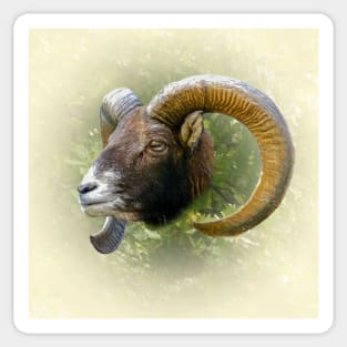 Mouflon Sticker